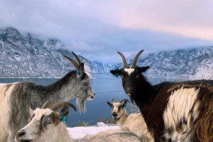 Cabras junto al fiordo de Aurland - Tour de invierno Norway in a nutshell®