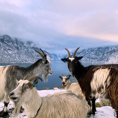 Ziegen am Aurlandsfjord - Norway in a nutshell® Wintertour