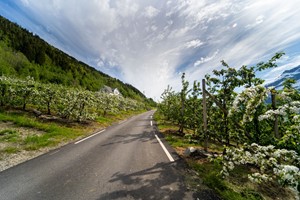 Nasjonal Turistveg Hardanger, fruktsti i Hardanger- Hardangerfjorden i et nøtteskall