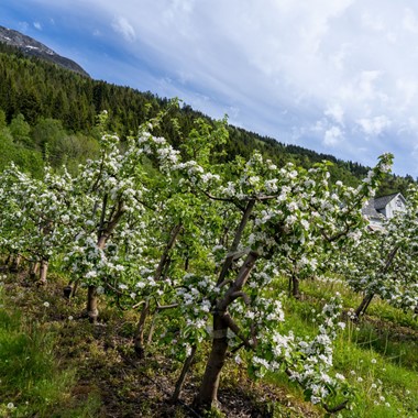 Floración frutal en Hardanger, ruta turística nacional en Hardanger, Hardangerfjord in a nutshell, Noruega
