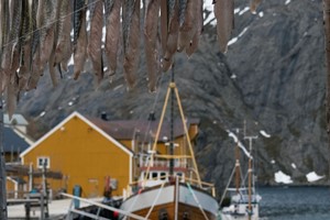 Stockfisch im Dorf Nusfjord trocknen - Lofoten Islands in a nutshell , Norwegen