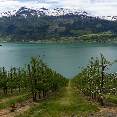 Granja de frutas y sidra en Hardanger - Ulvik, fiordo de Hardanger, Noruega