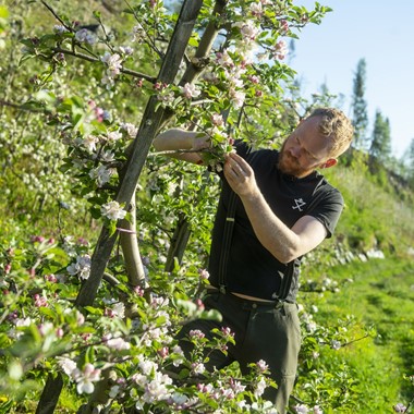 Fruit blossoming at Bleie Gård, Hardanger - Cider experience in Hardangerfjord, Norway