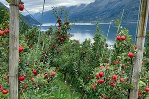 Cider Experiences in Hardanger