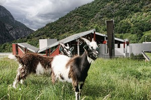 Descubre las cabras en el tejado del Centro de Naturaleza Noruega de Hardanger durante el tour Hardangerfjord in a nutshell y Rosendal - Noruega
