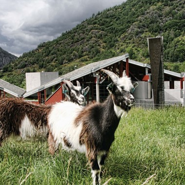 Descubre las cabras en el tejado del Centro de Naturaleza Noruega de Hardanger durante el tour Hardangerfjord in a nutshell y Rosendal - Noruega
