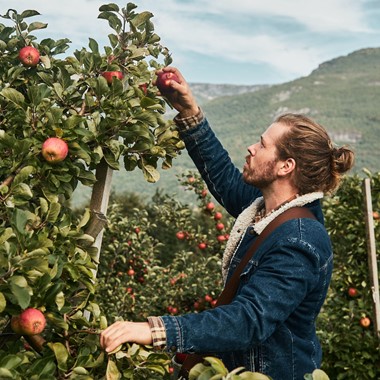 Sideropplevelser i Hardanger - Innhøsting av epler Hardangerfjorden - Aga Sideri