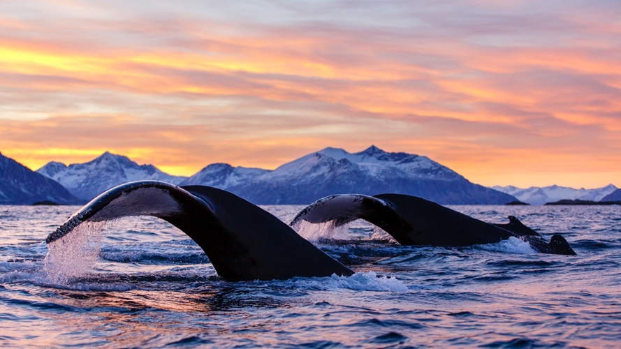 Avistamiento de ballenas en Skjervøy, Tromsø