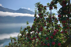 Opplev bugnende fruktrær i Hardanger på Hardangerfjorden in et nøtteskall turen med Fjord Tours