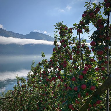 Experience abundant fruit trees in Hardanger on the Hardangerfjord in a nutshell trip by Fjord Tours, Norway