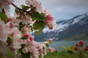 Erleben Sie die Obstblüte in Hardanger am Hardangerfjord in a nutshell Tour mit Fjord Tours