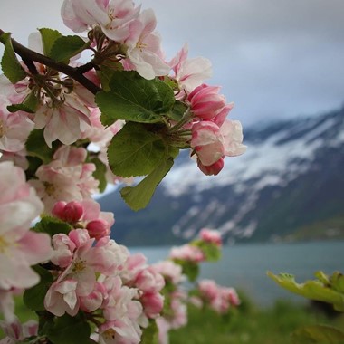 Erleben Sie die Obstblüte in Hardanger am Hardangerfjord in a nutshell Tour mit Fjord Tours
