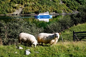 Norway in nutshell® - fjord cruise on the Nærøyfjord